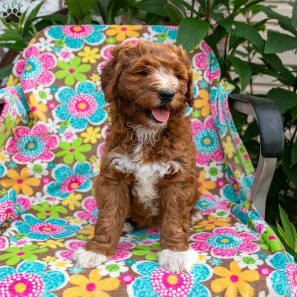 Rosie, Mini Goldendoodle Puppy